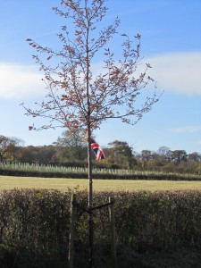Barton’s Jubilee Oak Tree