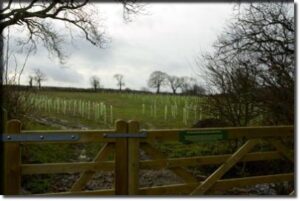 The view as you approach the Jubilee Wood